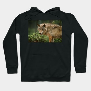 Timber Wolf Hoodie